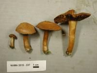 Inocybe gymnocarpa image