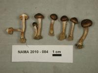 Inocybe lacera image