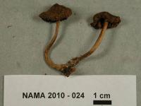 Inocybe lanuginosa image