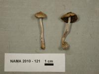 Inocybe lilacina image