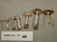 Inocybe lilacina image