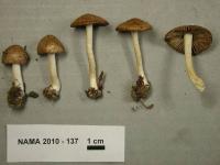 Inocybe praetervisa image