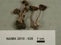 Inocybe pusio image