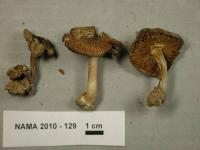 Inocybe rufofusca image