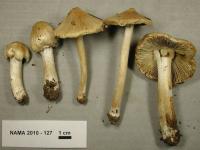 Inocybe sororia image