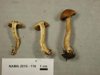 Inocybe terrigena image