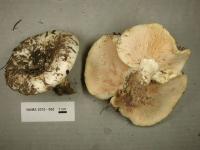 Image of Lactarius controversus