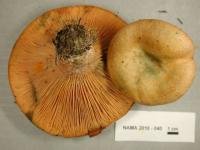 Lactarius deterrimus image