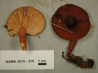 Lactarius hepaticus image