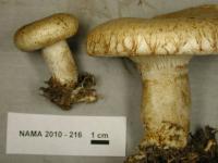 Lactarius scrobiculatus image