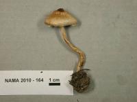 Lepiota clypeolaria image