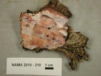 Image of Leptoporus mollis