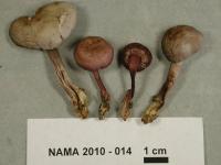 Mycena pura image