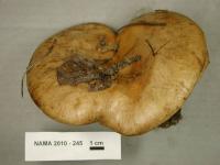 Paxillus vernalis image