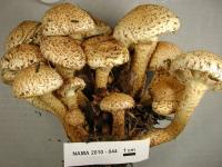 Image of Pholiota squarrosa