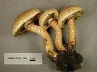 Pholiota squarrosa image