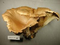 Pleurotus populinus image