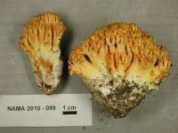 Ramaria aurantiisiccescens image