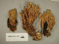 Ramaria concolor image