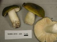 Russula aeruginea image