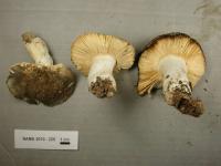 Russula cuprea image