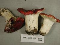 Russula montana image