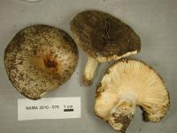 Russula cuprea image