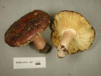 Russula xerampelina image