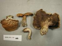 Sarcodon calvatus image