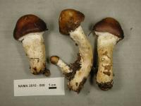 Stropharia hornemannii image