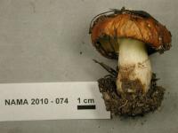 Suillus albivelatus image