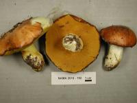 Suillus brevipes image