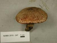 Suillus lakei image