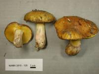 Suillus pseudobrevipes image