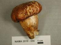 Tricholoma focale image