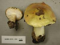 Tricholoma intermedium image