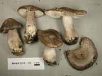 Tricholoma terreum image