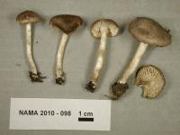 Tricholoma terreum image