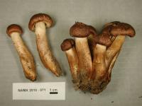 Tricholoma vaccinum image