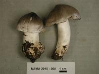 Tricholoma virgatum image