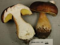 Boletus edulis image