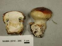 Cortinarius cupreorufus image