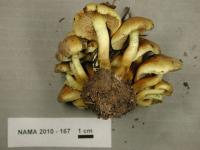 Hypholoma capnoides image