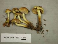 Hypholoma capnoides image