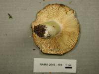 Russula aeruginea image