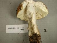 Russula decolorans image