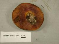 Suillus lakei image