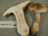 Tricholoma pardinum image