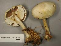 Agaricus silvicola image