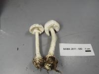 Amanita abrupta image